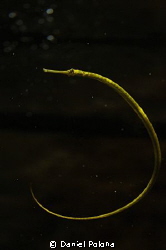 Pipefish by Daniel Poloha 